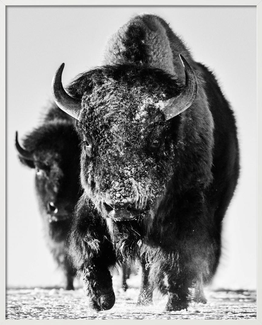 Mostro della neve, Bisonte nella neve, Bianco e nero, Fotografia Fine Art in vendita 2