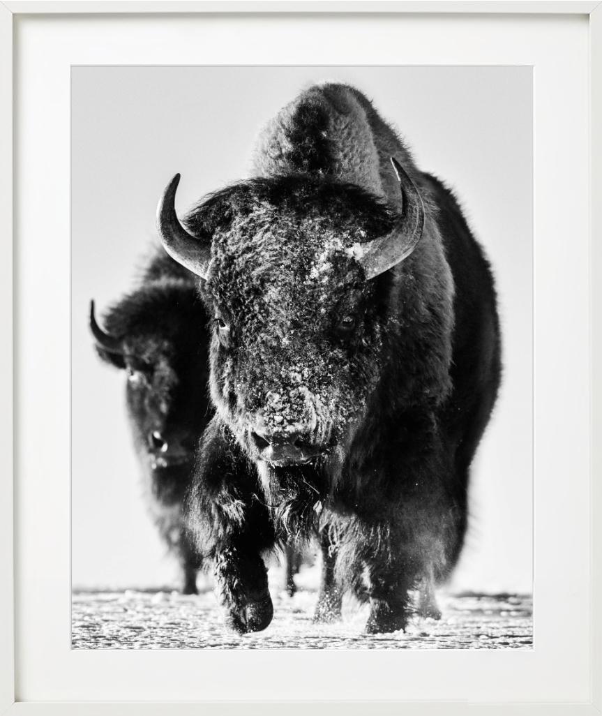 Mostro della neve, Bisonte nella neve, Bianco e nero, Fotografia Fine Art in vendita 3