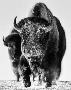 Snow Monster, Bison in the snow, Black and white, Fine Art Photography