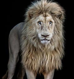 Something's Gotta Give (Colour) - David Yarrow - NEW RELEASE - Lion - 2025