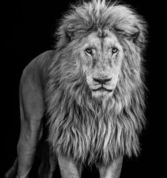 Something's Gotta Give - David Yarrow - NEW RELEASE - Lion - Africa - 2025