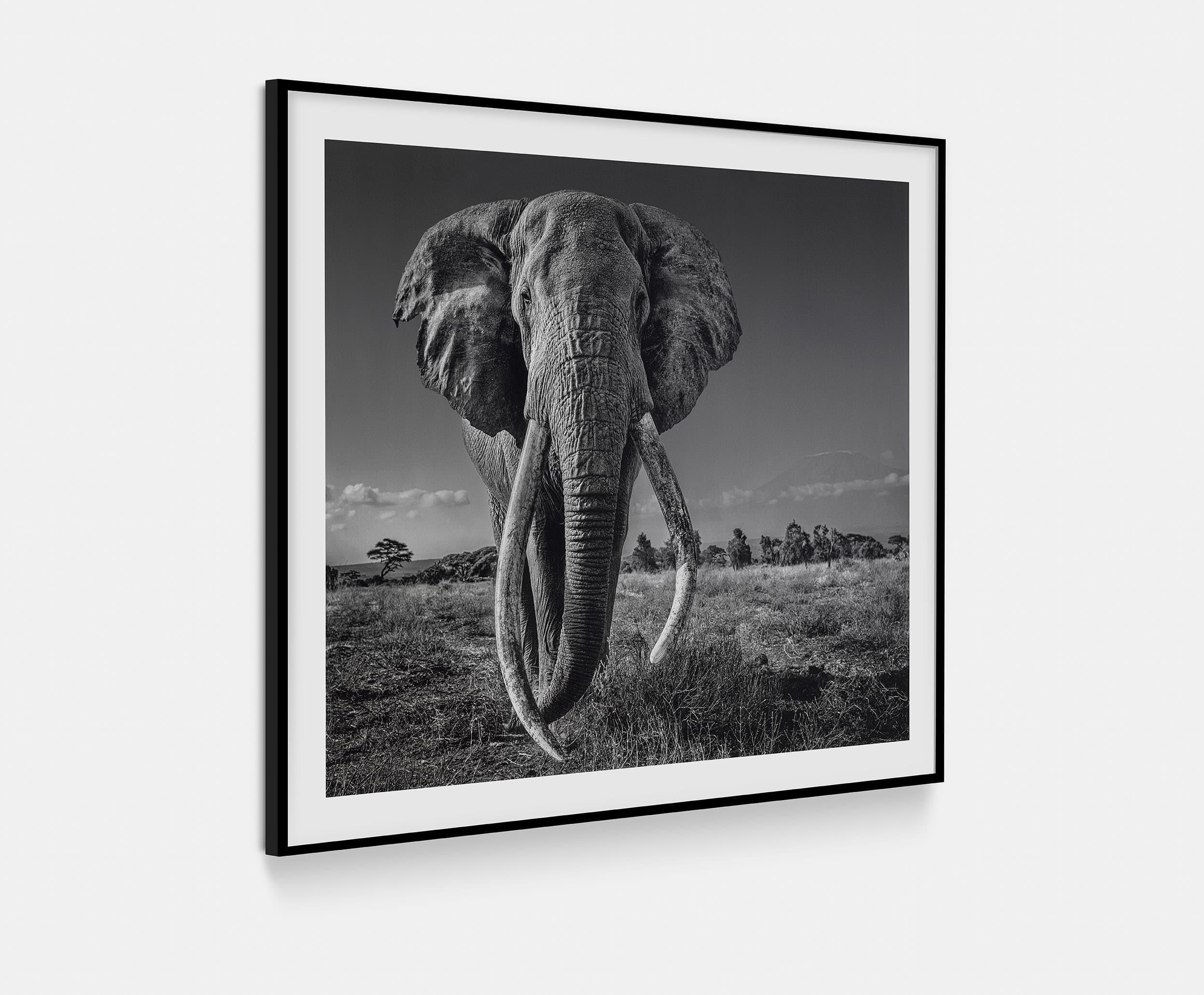 A Space for Giants - Photograph di David Yarrow