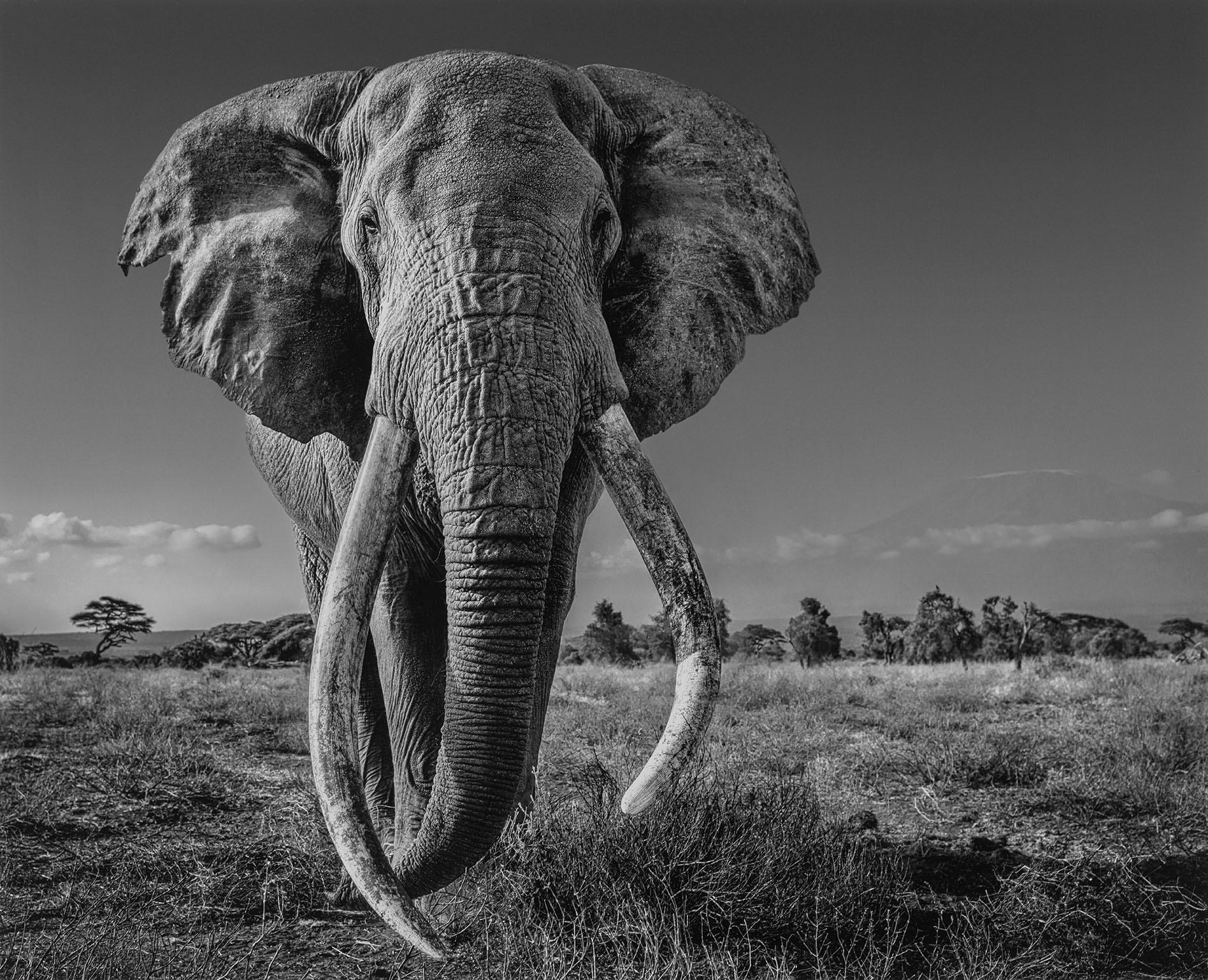 A Space for Giants - Photograph Contemporaneo di David Yarrow
