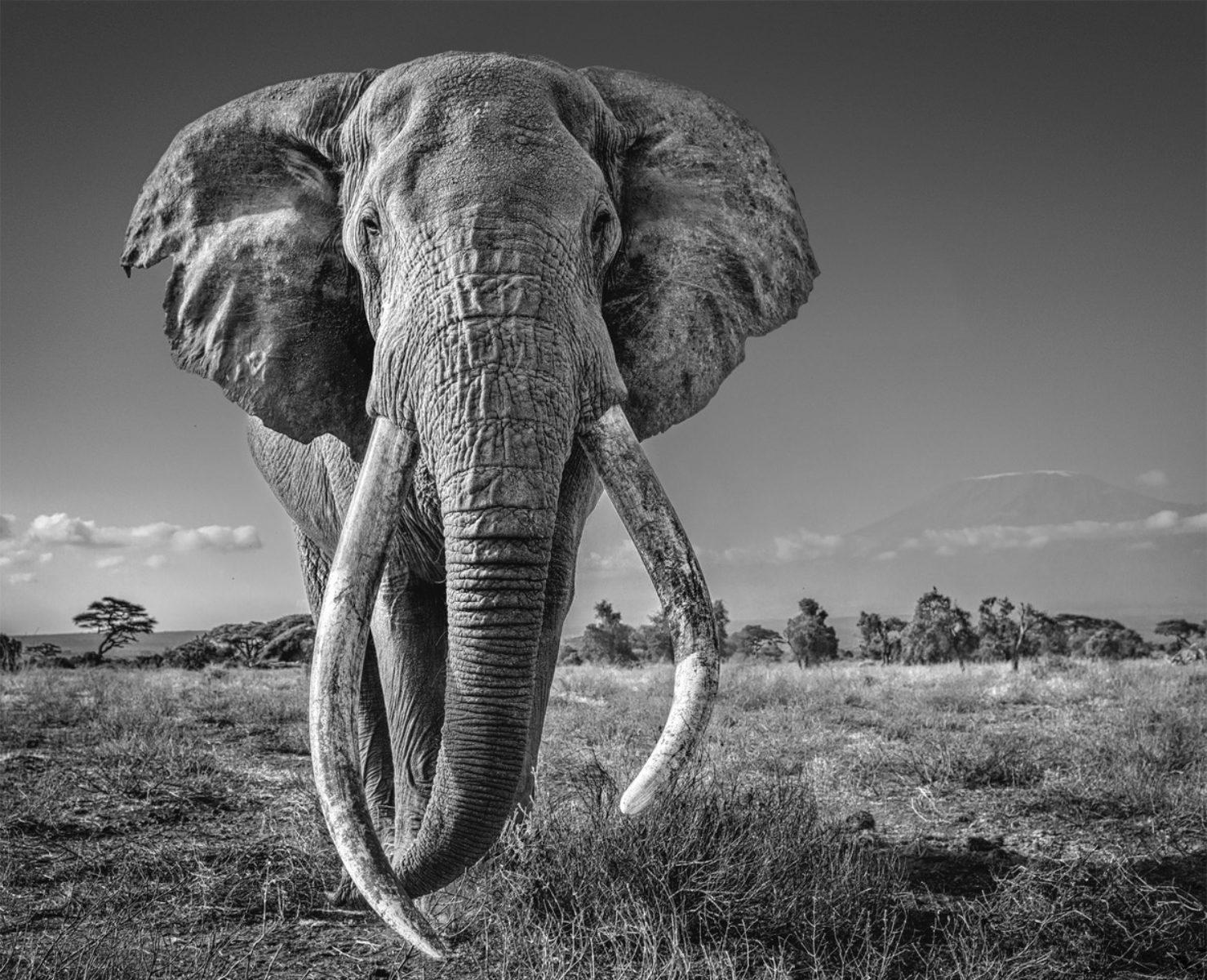 David Yarrow Black and White Photograph - Space for Giants