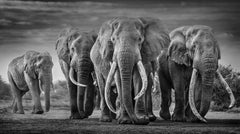 Squad, Black and White Animal Photography