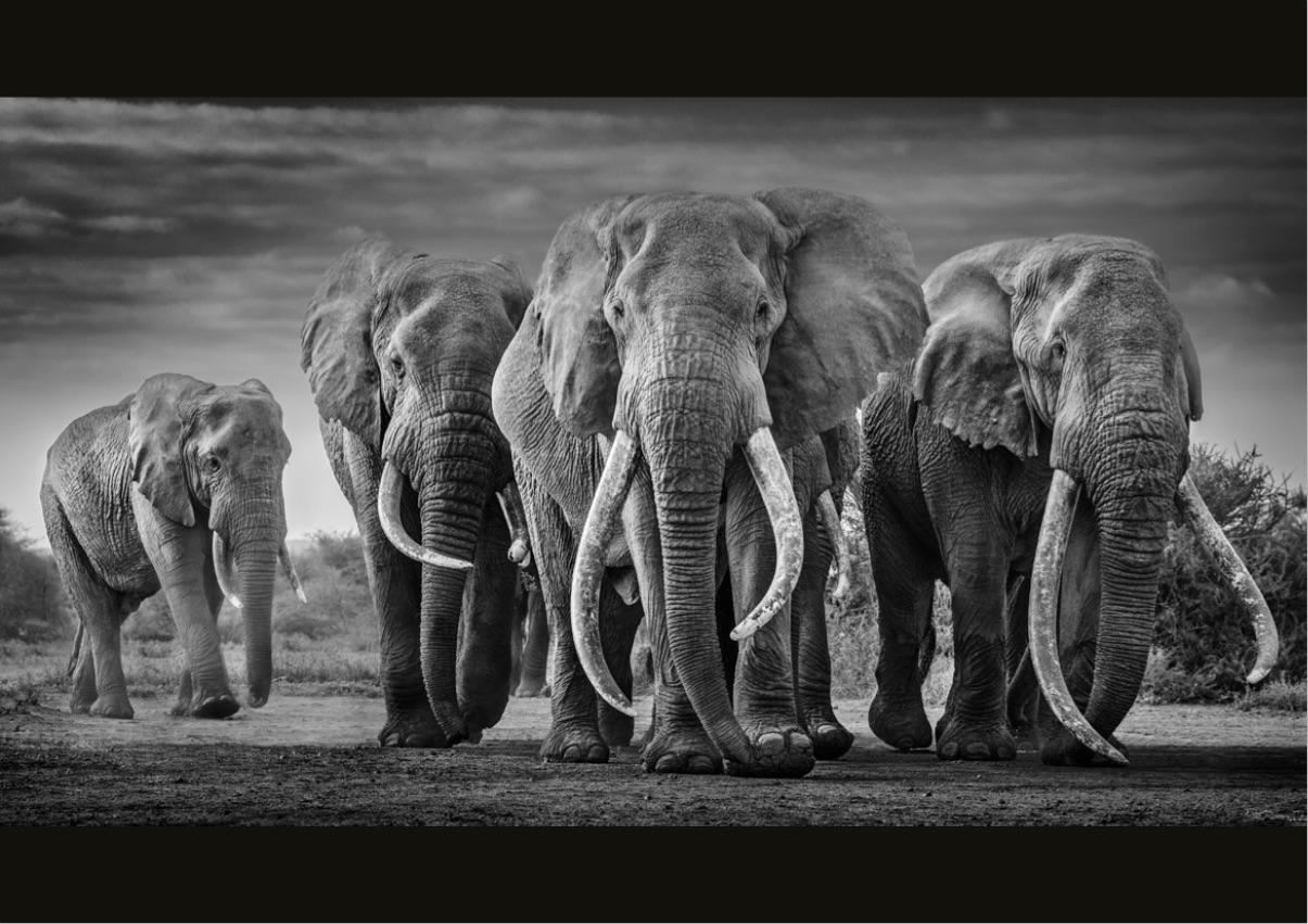 David Yarrow Black and White Photograph - Squad