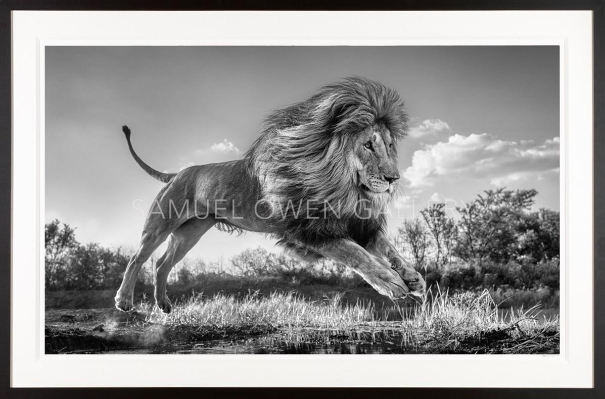 David Yarrow Black and White Photograph - "Succession" Incredible South African Lion Jumping 