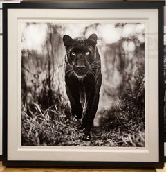 The Superhero, South Africa by David Yarrow - Panther