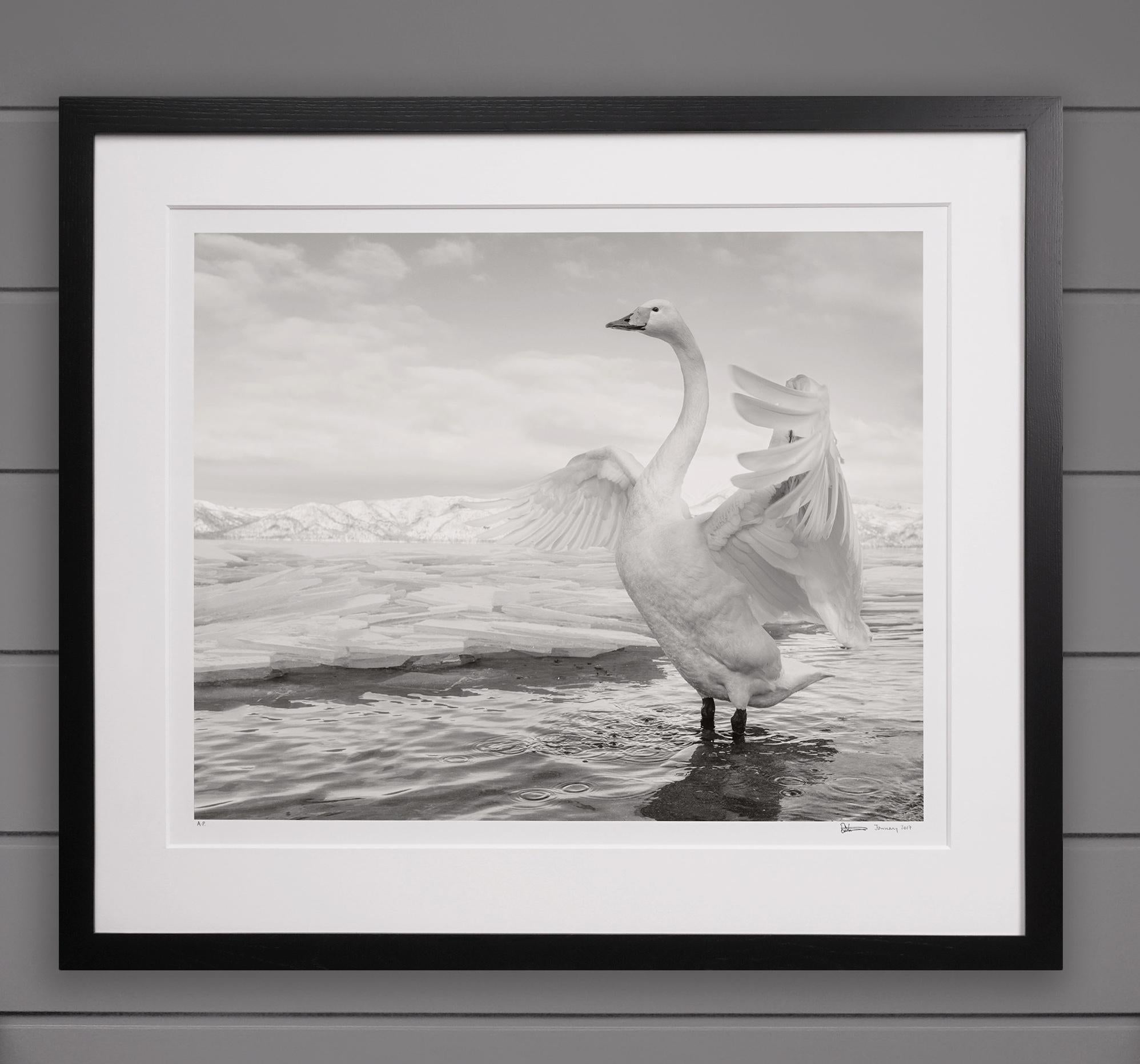 'Swan Lake' Lake Kussharo in Japan - Photograph by David Yarrow