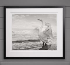 El Lago de los Cisnes" Lago Kussharo en Japón