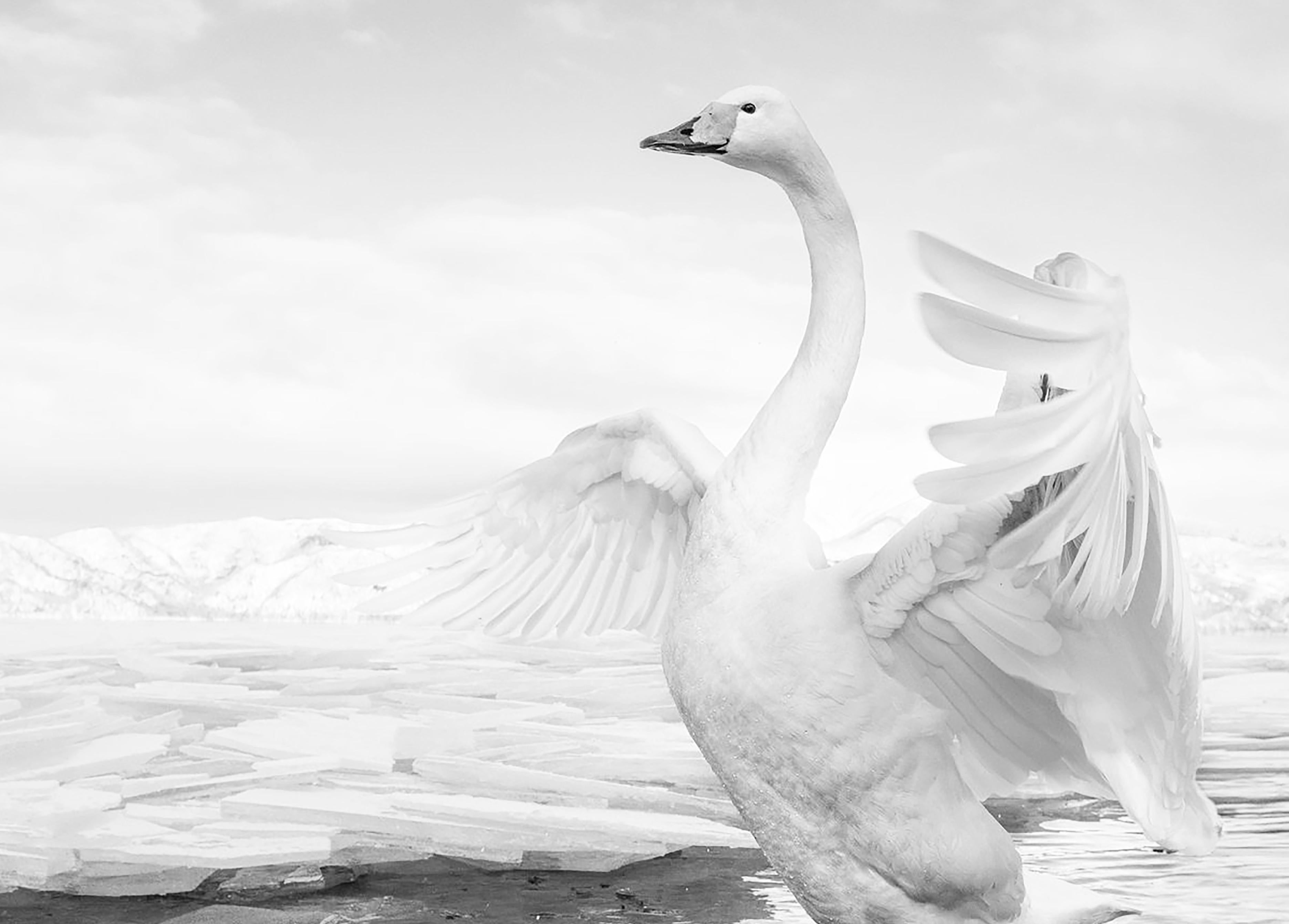 'Swan Lake' Lake Kussharo in Japan - Gray Landscape Photograph by David Yarrow