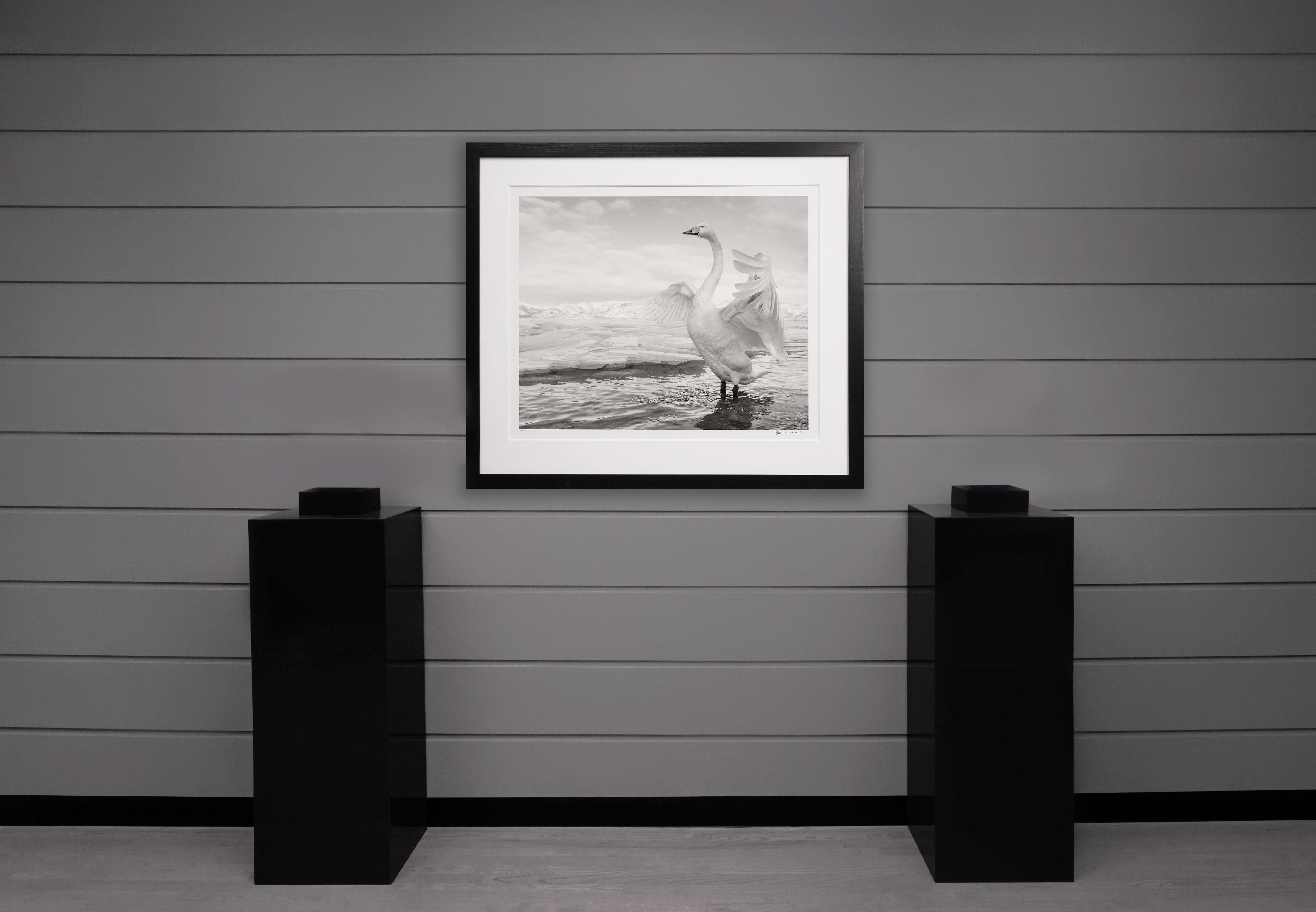 L'elegante e selvaggia fotografia del cigno giapponese intitolata 