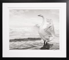 „Swan Lake“ See Kussharo in Japan