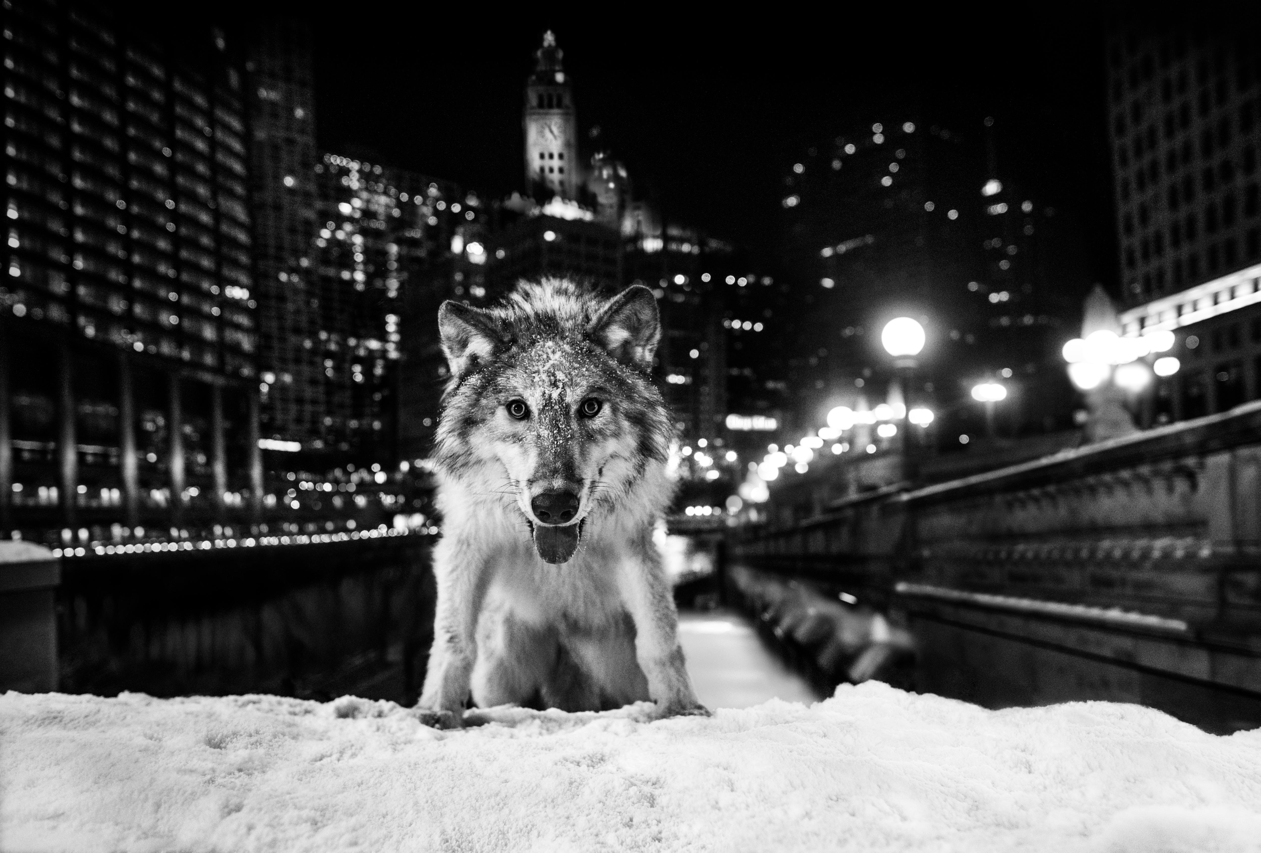 David Yarrow Black and White Photograph - Sweet Home Chicago: Homage to a Great City 