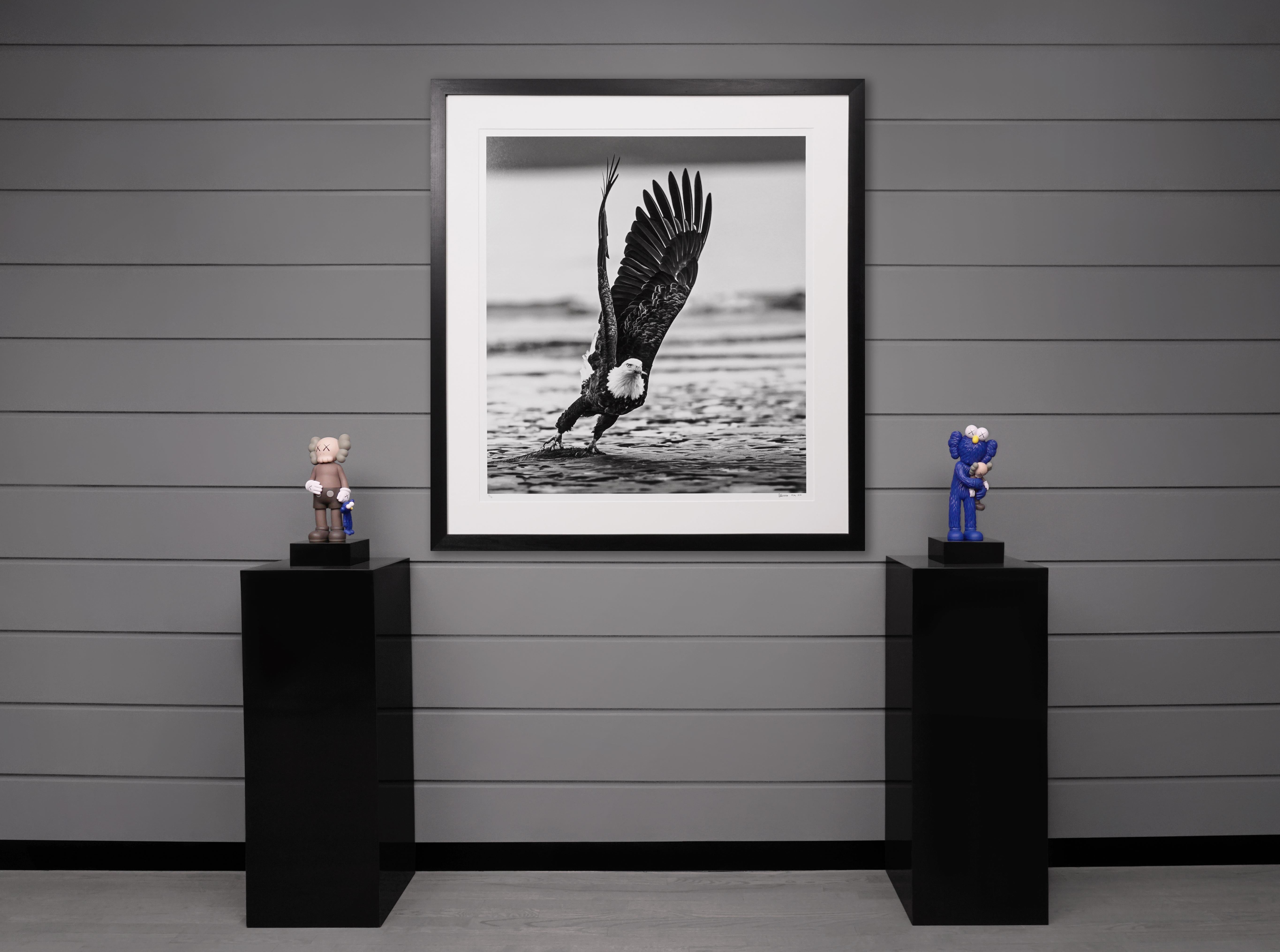 David Yarrow, 'Take Off' American Bald Eagle in Alaska 1