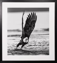 'Take Off' American Bald Eagle in Alaska