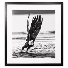David Yarrow, 'Take Off' American Bald Eagle in Alaska
