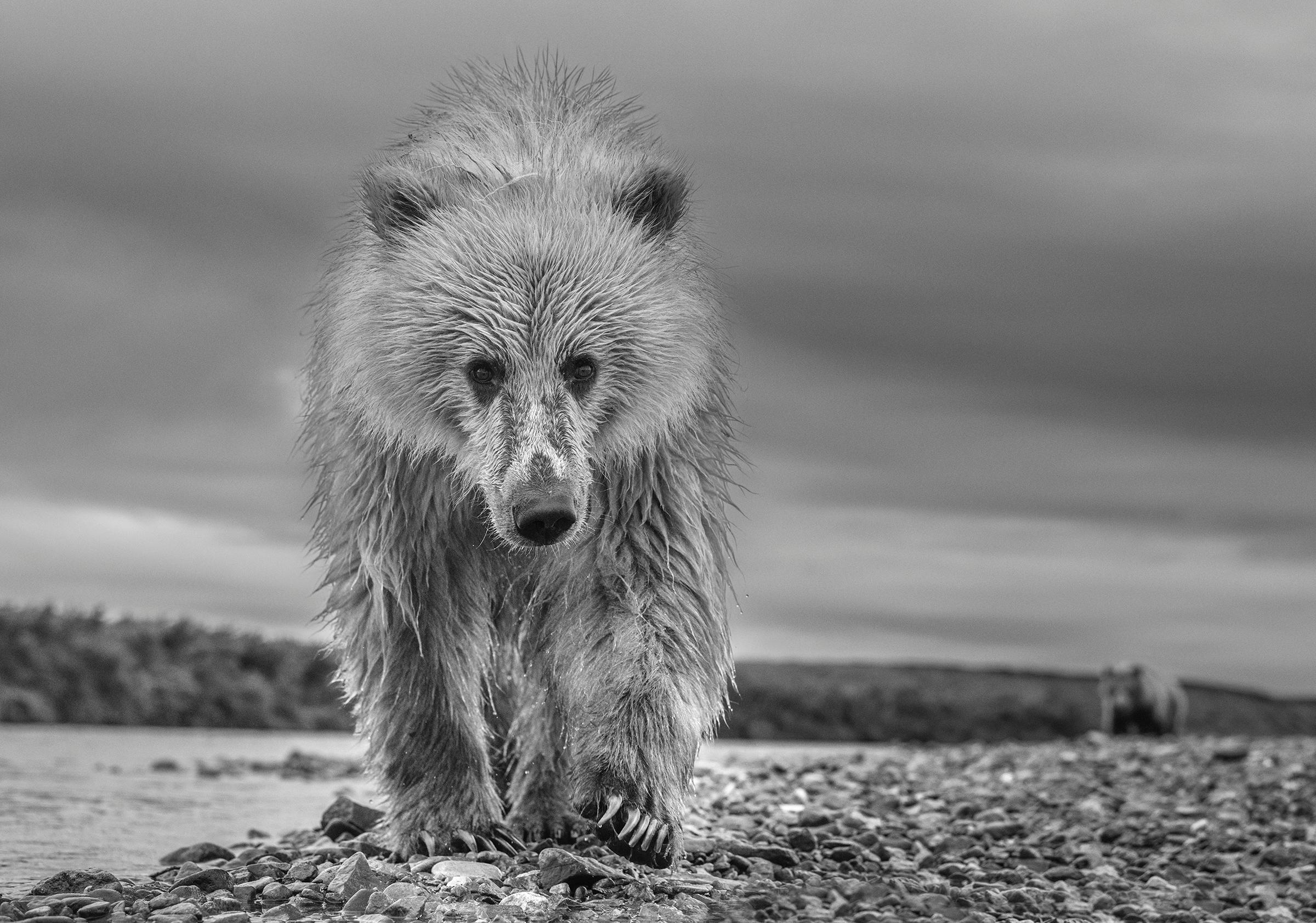 David Yarrow Black and White Photograph - TED