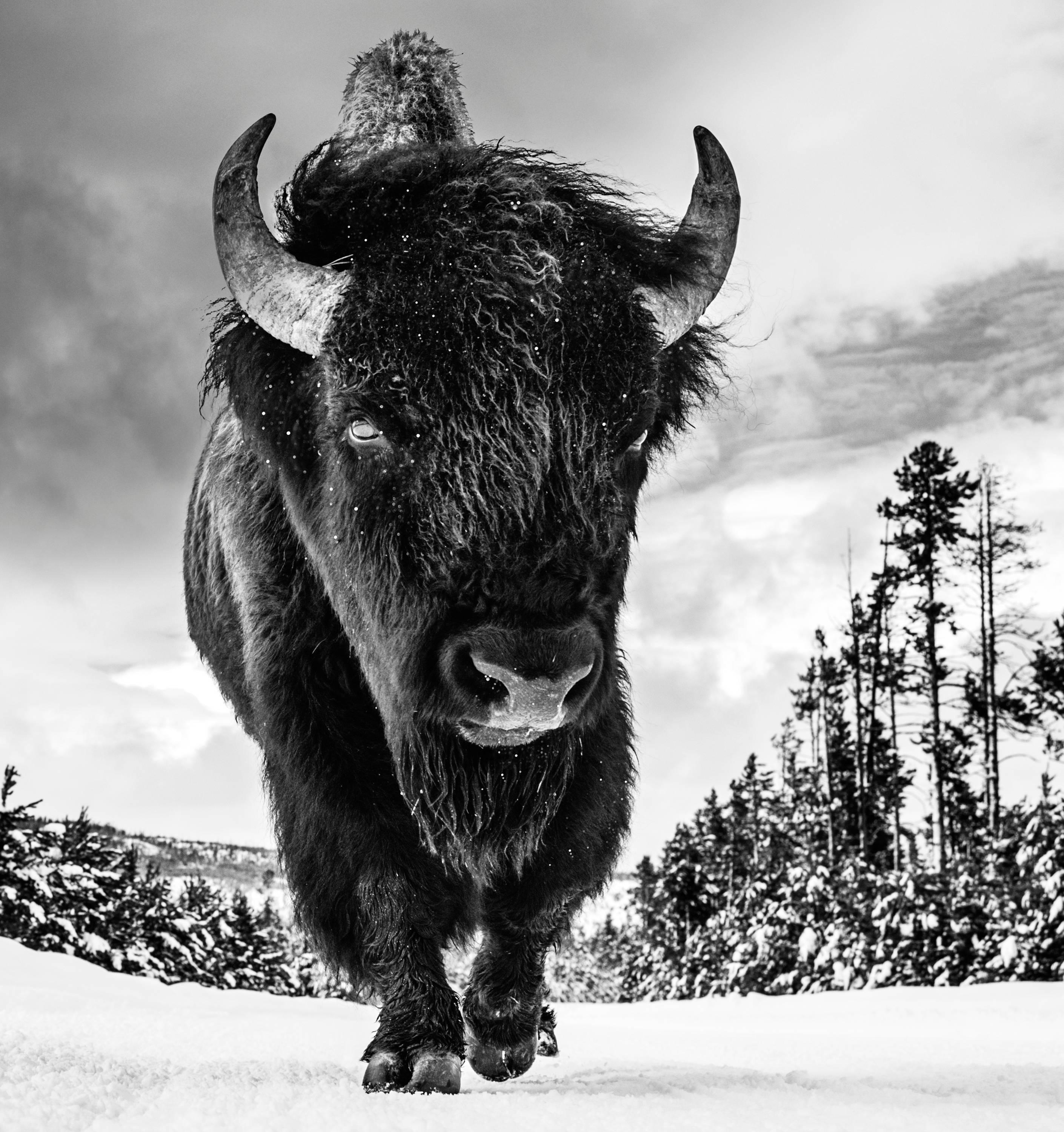 Black and White Photograph di David Yarrow - L'Idolo Americano II