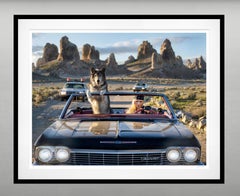The Bad Ass (Colour) David Yarrow, 2026 - New Release - Large - California