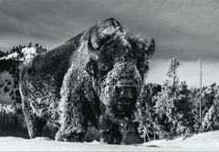 The Beast of Yellowstone