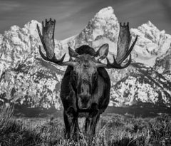 The Big Moose, Wyoming by David Yarrow - Contemporary Wildlife Photography