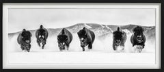 'The Bills #3' - a group of Buffalos in the snow, fine art photography, 2023