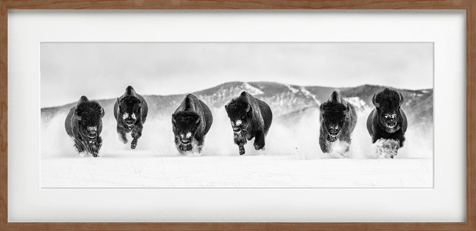 „The Bills #3“ – eine Gruppe von Buffalos im Schnee, Kunstfotografie, 2023 (Zeitgenössisch), Photograph, von David Yarrow