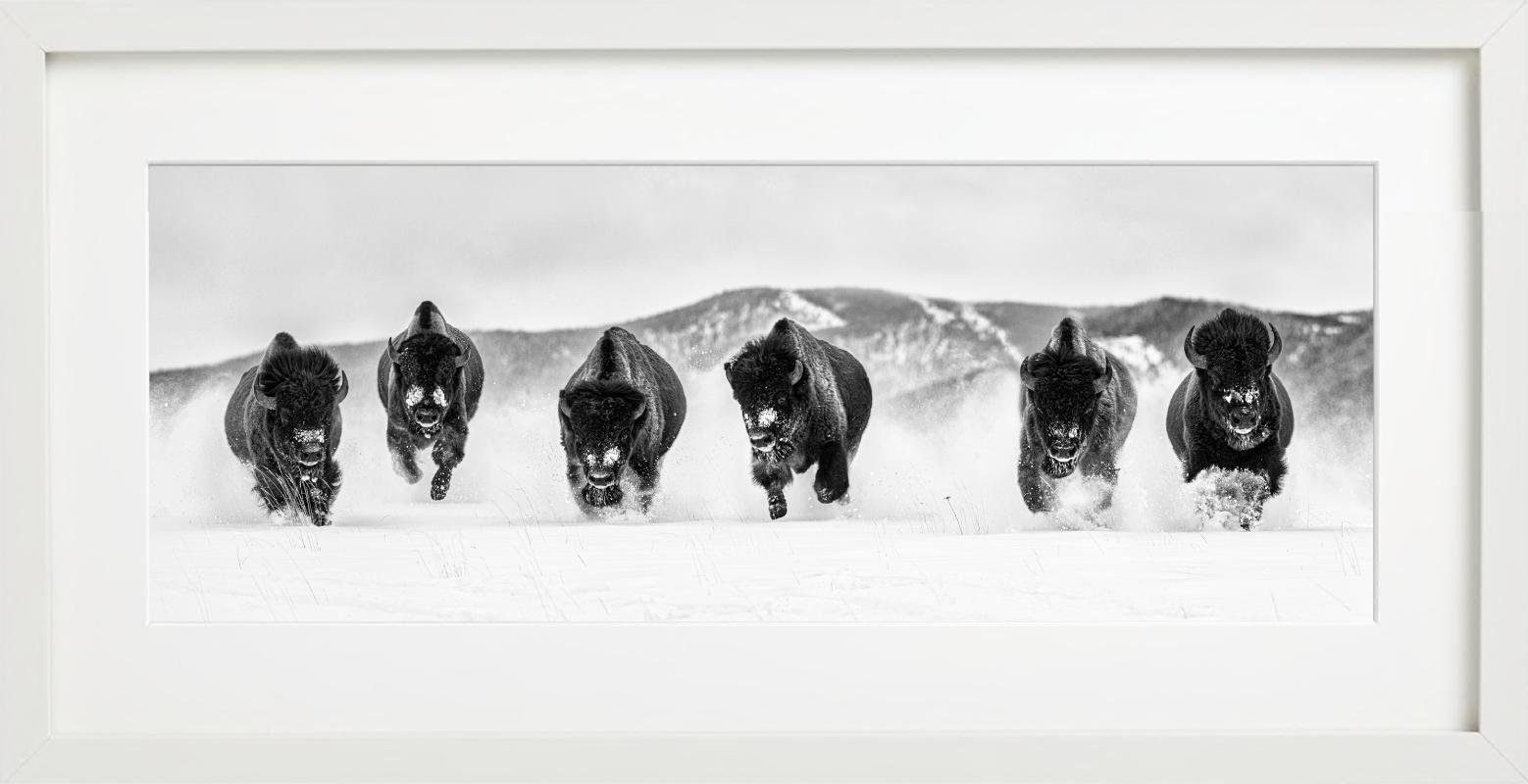 „The Bills #3“ – eine Gruppe von Buffalos im Schnee, Kunstfotografie, 2023 im Angebot 2
