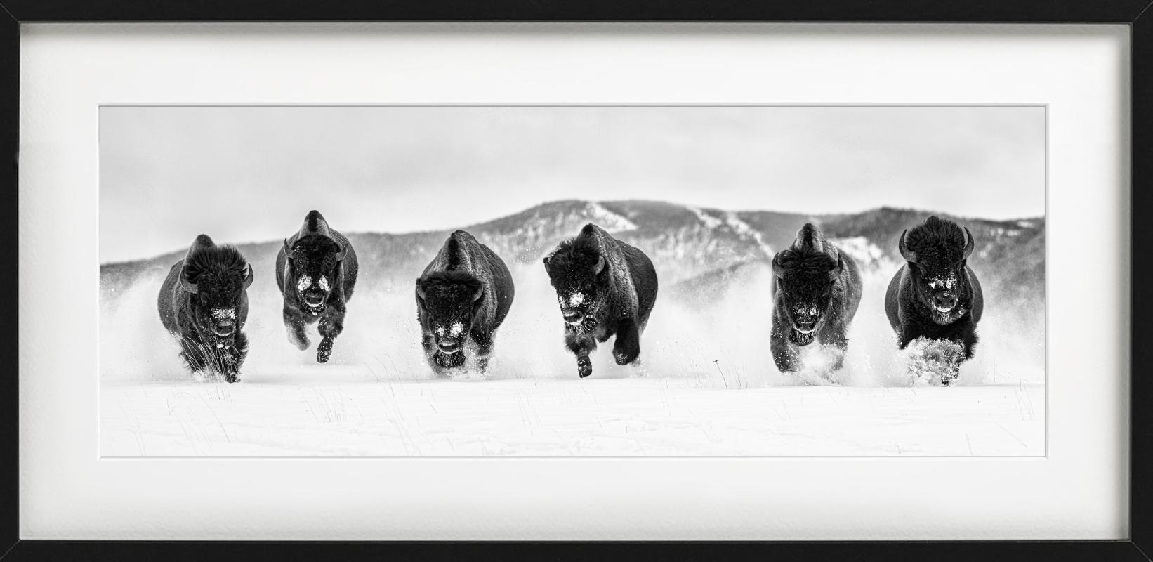 „The Bills #3“ – eine Gruppe von Buffalos im Schnee, Kunstfotografie, 2023 im Angebot 3