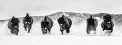 'The Bills #3' - a group of Buffalos in the snow, fine art photography, 2023