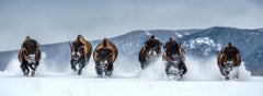 The Bills (Colore) di David Yarrow - Montana