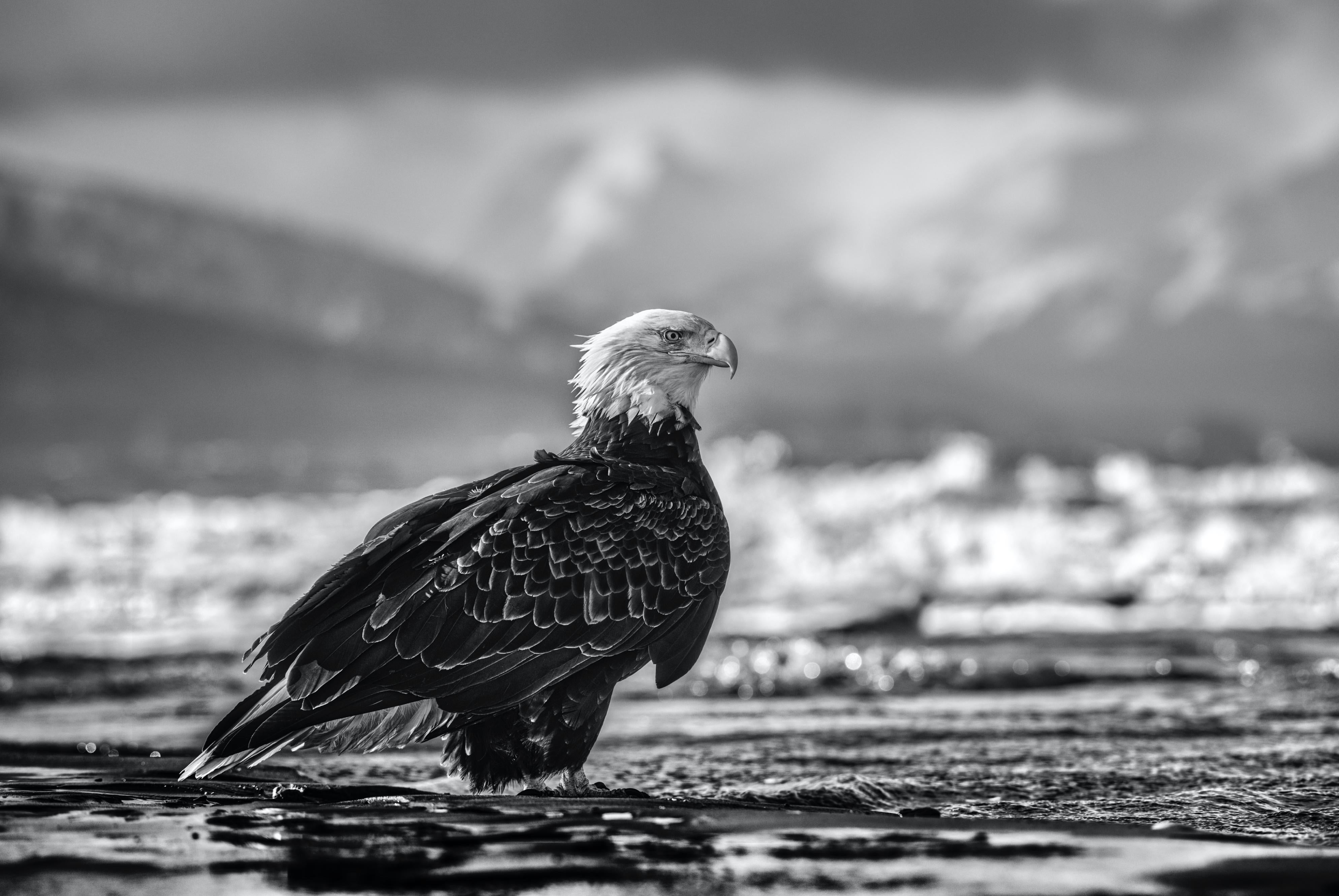 The Bird On The Beach by David Yarrow - Contemporary Photography