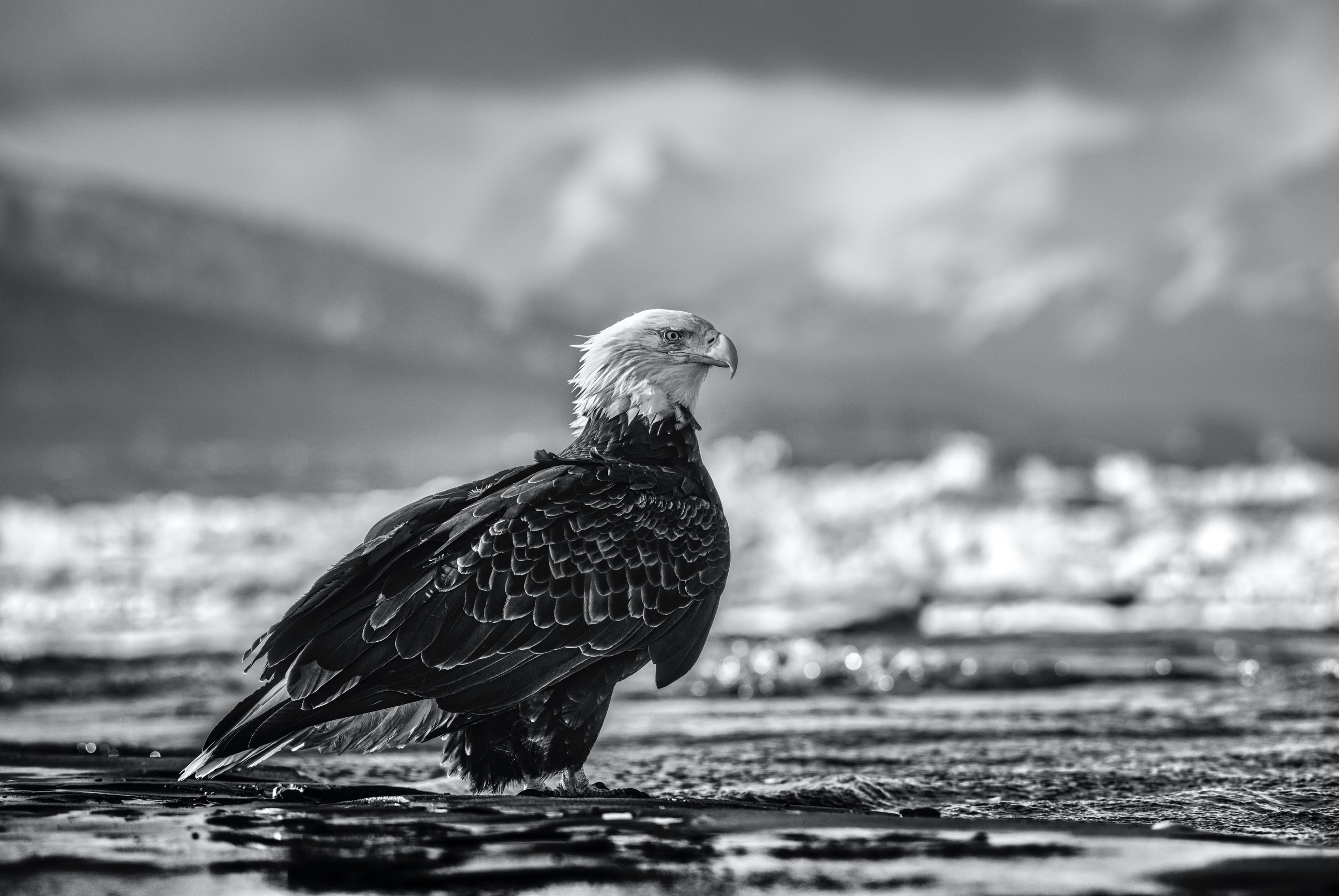 The Bird On The Beach

Archival Pigment Print on 315gsm Hahnemühle Photo Rag Baryta Paper
Each is signed, dated and numbered on the front.
Edition Size: 12

Available sizes:

48 x 67 inches  
67 x 95 inches

All prints are on 315gsm Hahnemühle photo