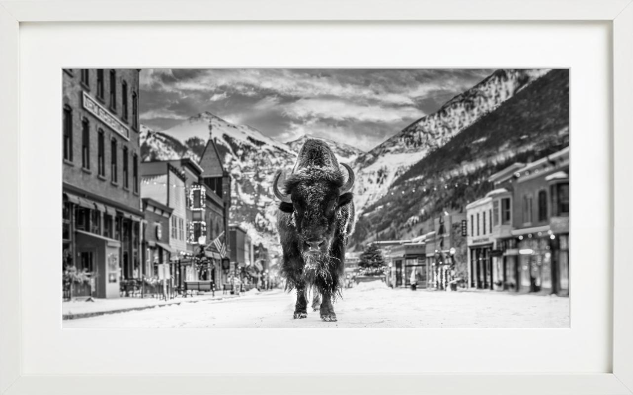 'The Bison on Main' - Bison on a snowy village road, fine art photography, 2023 - Photograph by David Yarrow