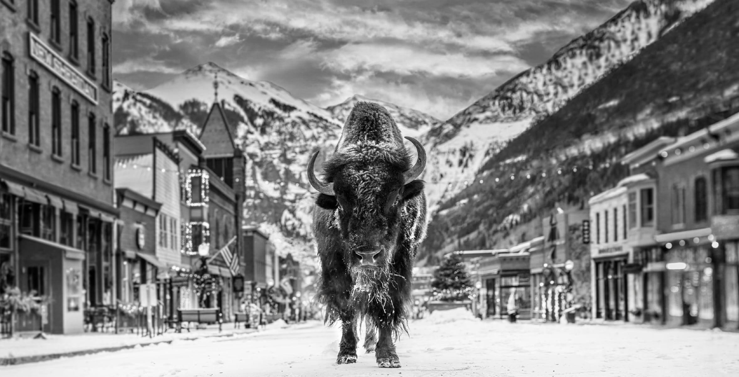 David Yarrow Black and White Photograph - 'The Bison on Main' - Bison on a snowy village road, fine art photography, 2023