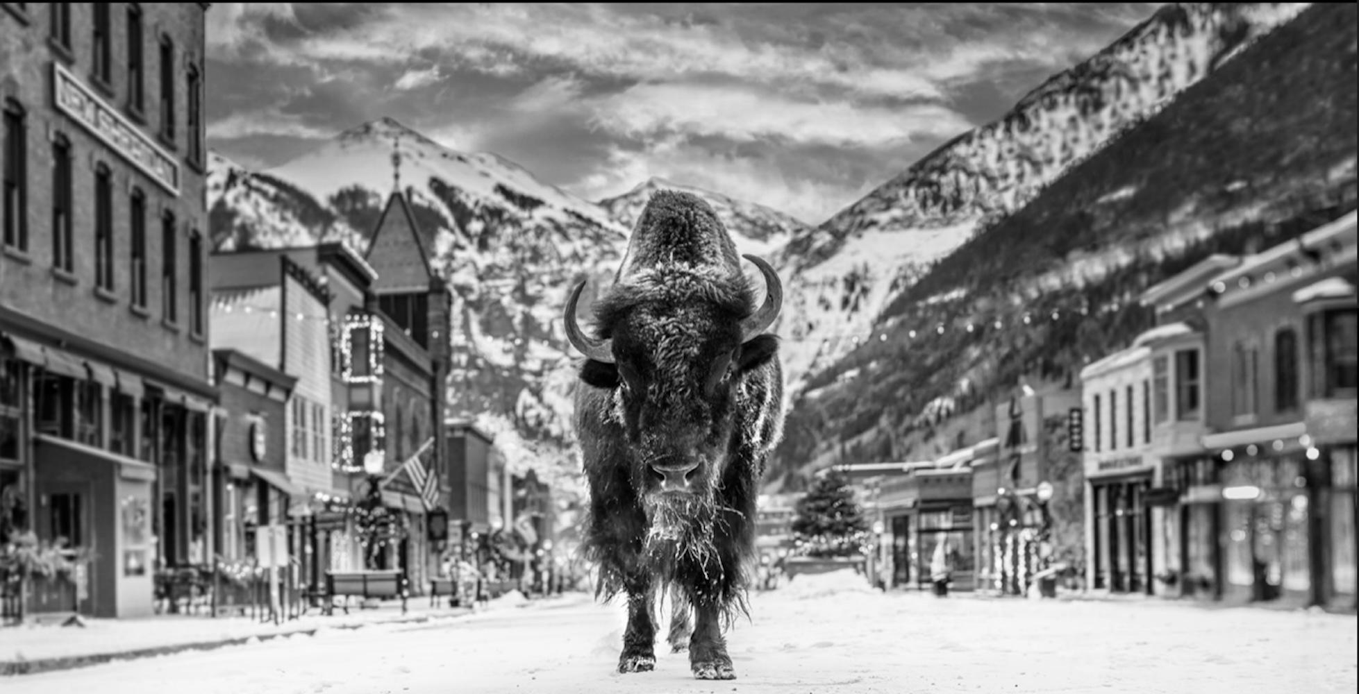 The Bison on Main - Photograph by David Yarrow