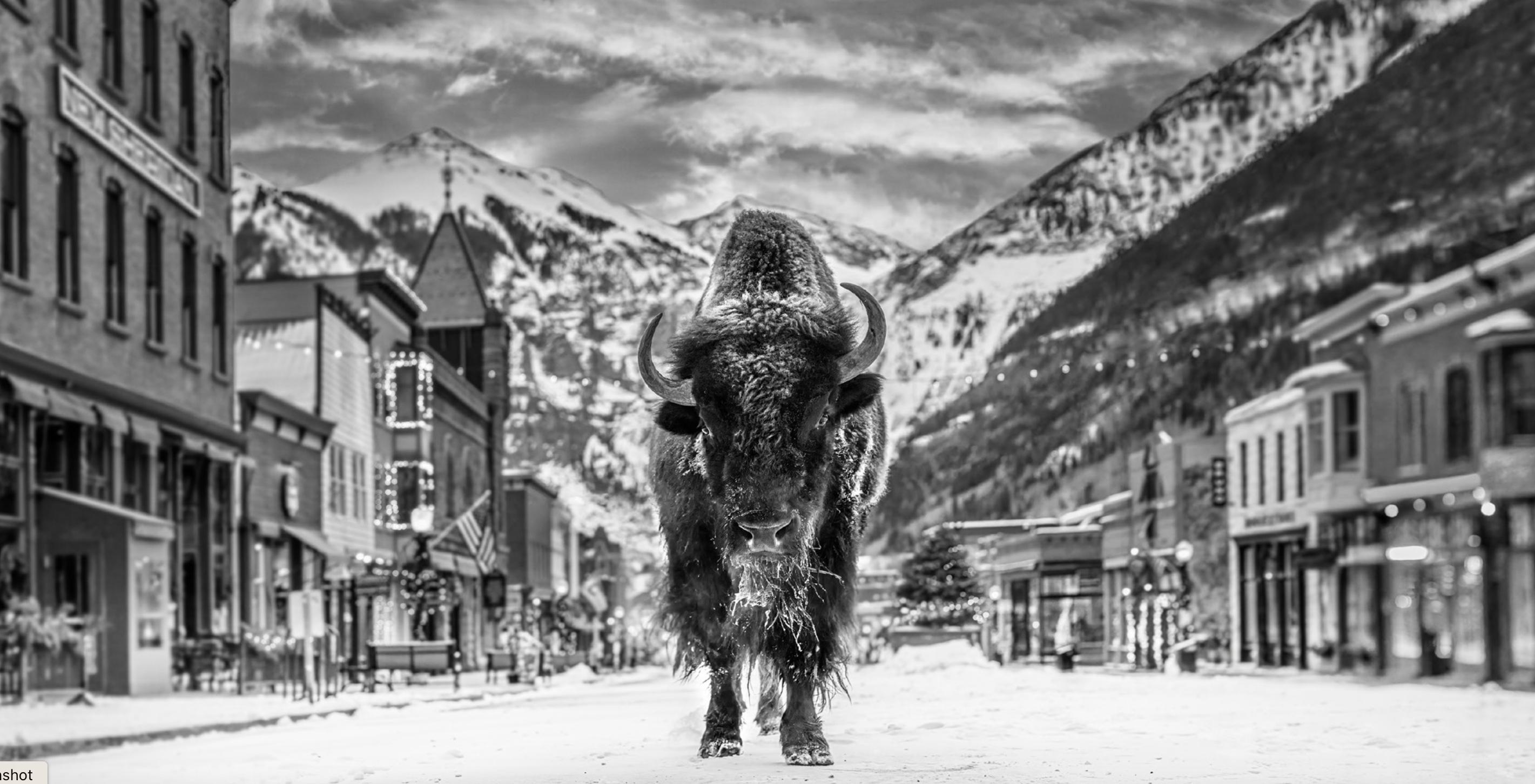 David Yarrow Black and White Photograph - The Bison on Main