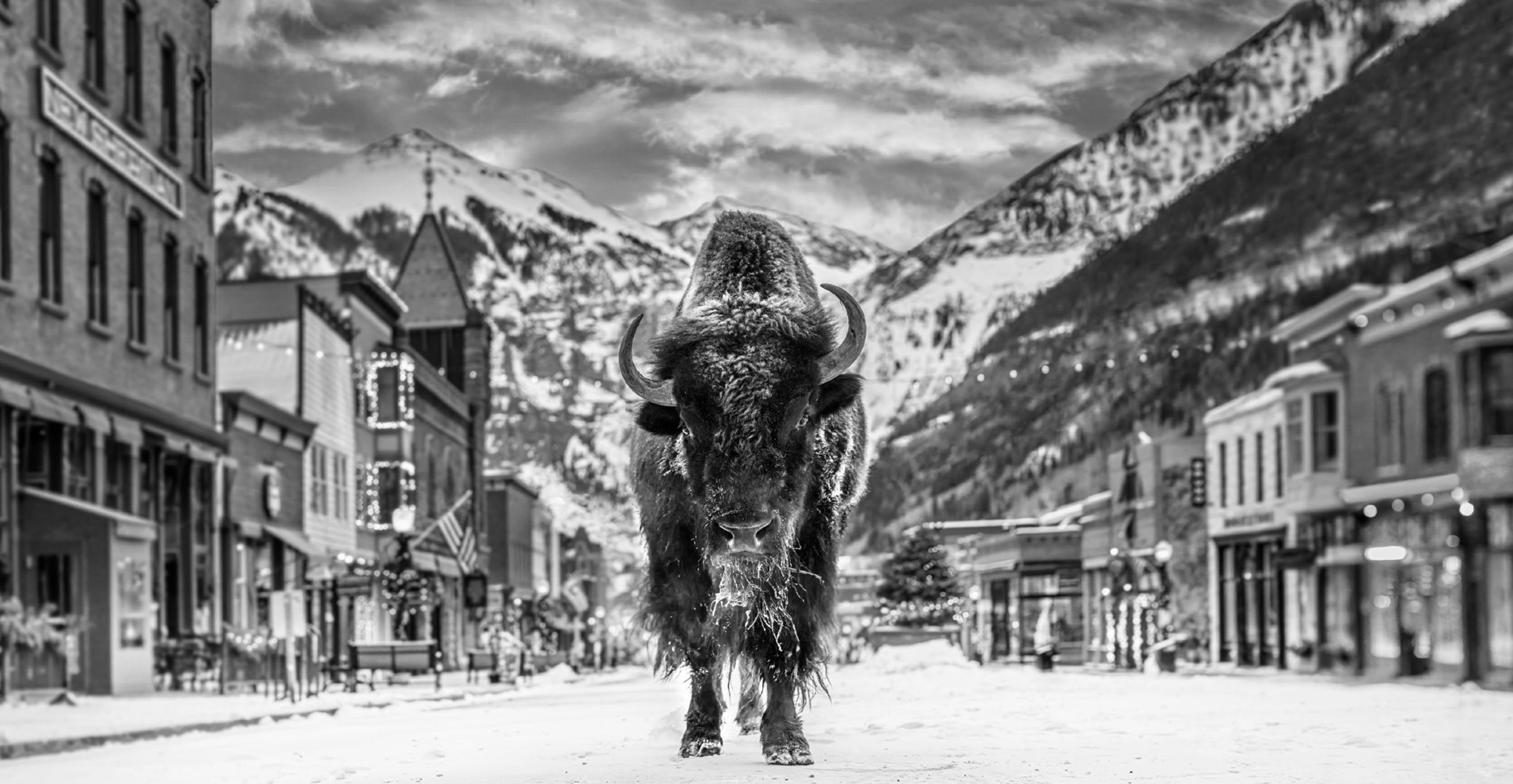 David Yarrow Black and White Photograph - The Bison on Main