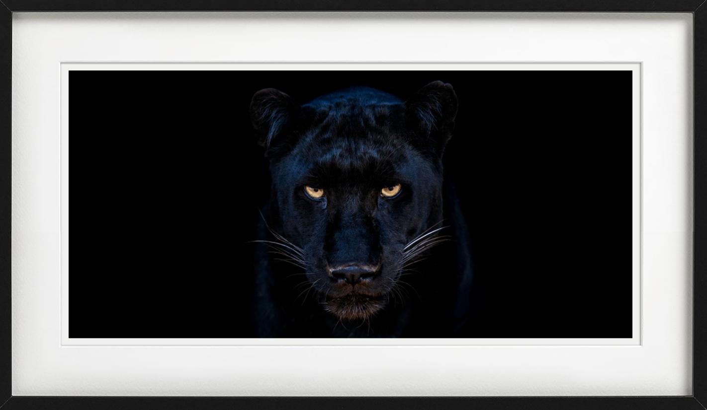 The Black Panther - Close Up Of A Panther, Fine Art Photography, 2025 For Sale 8