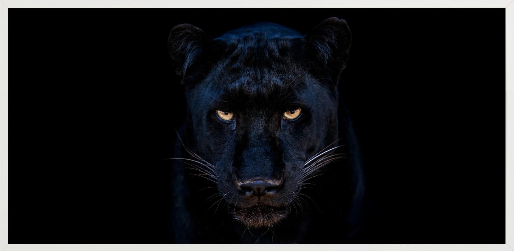 The Black Panther - Close Up Of A Panther, Fine Art Photography, 2025 For Sale 9