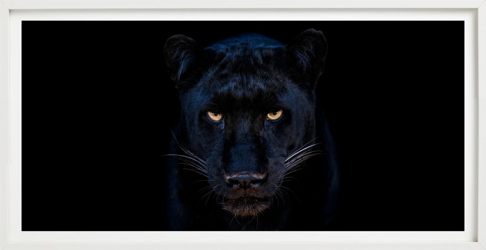 The Black Panther - Close Up Of A Panther, Fine Art Photography, 2025 For Sale 10