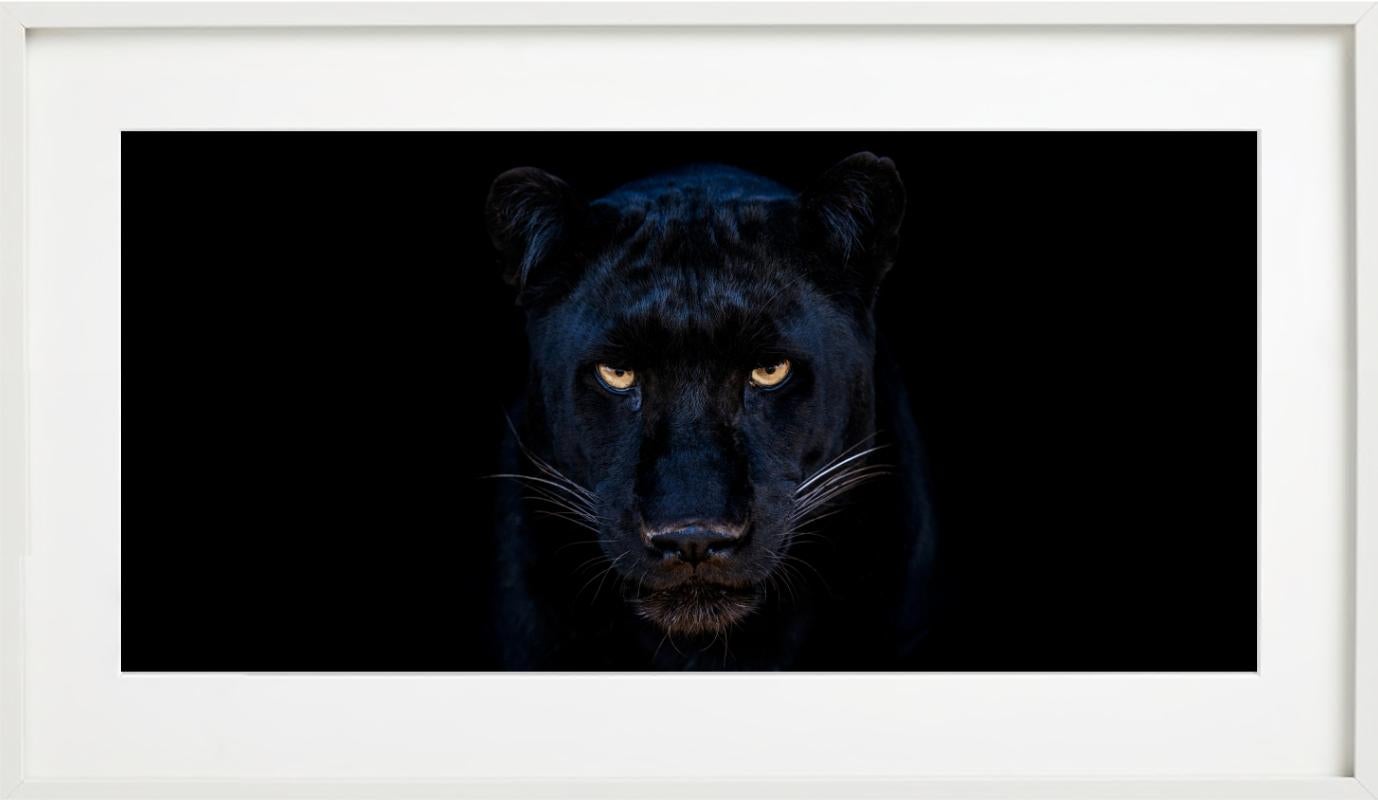 The Black Panther, extraordinary close - up of a panther, photographed by David Yarrow.  

All prints are limited edition. Available in multiple sizes. High-end framing on request.

All prints are done and signed by the artist. The collector
