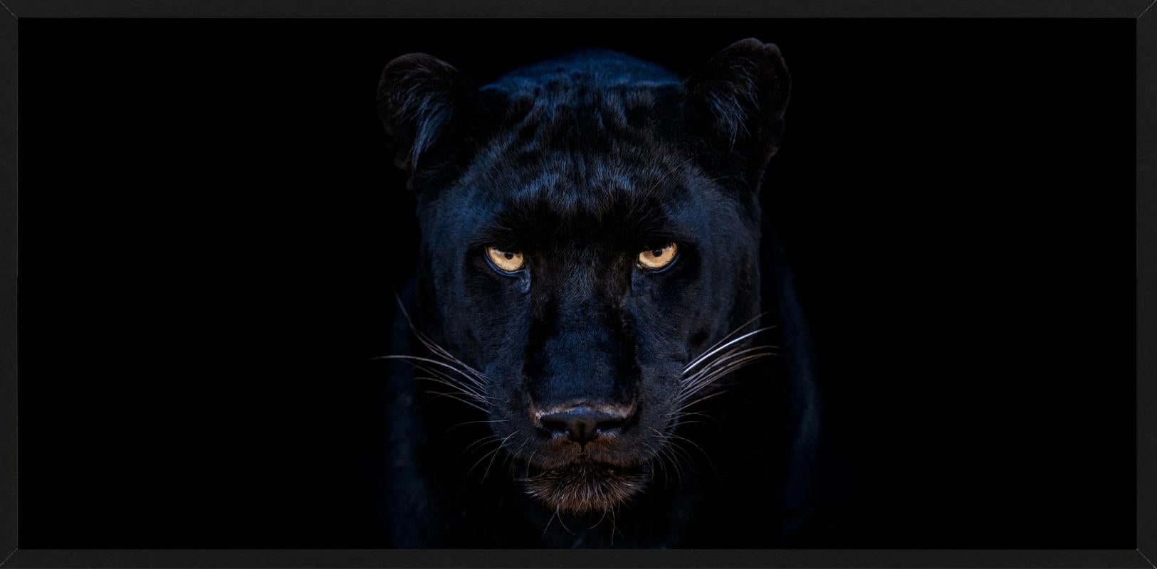 The Black Panther - Close Up Of A Panther, Fine Art Photography, 2025 For Sale 5