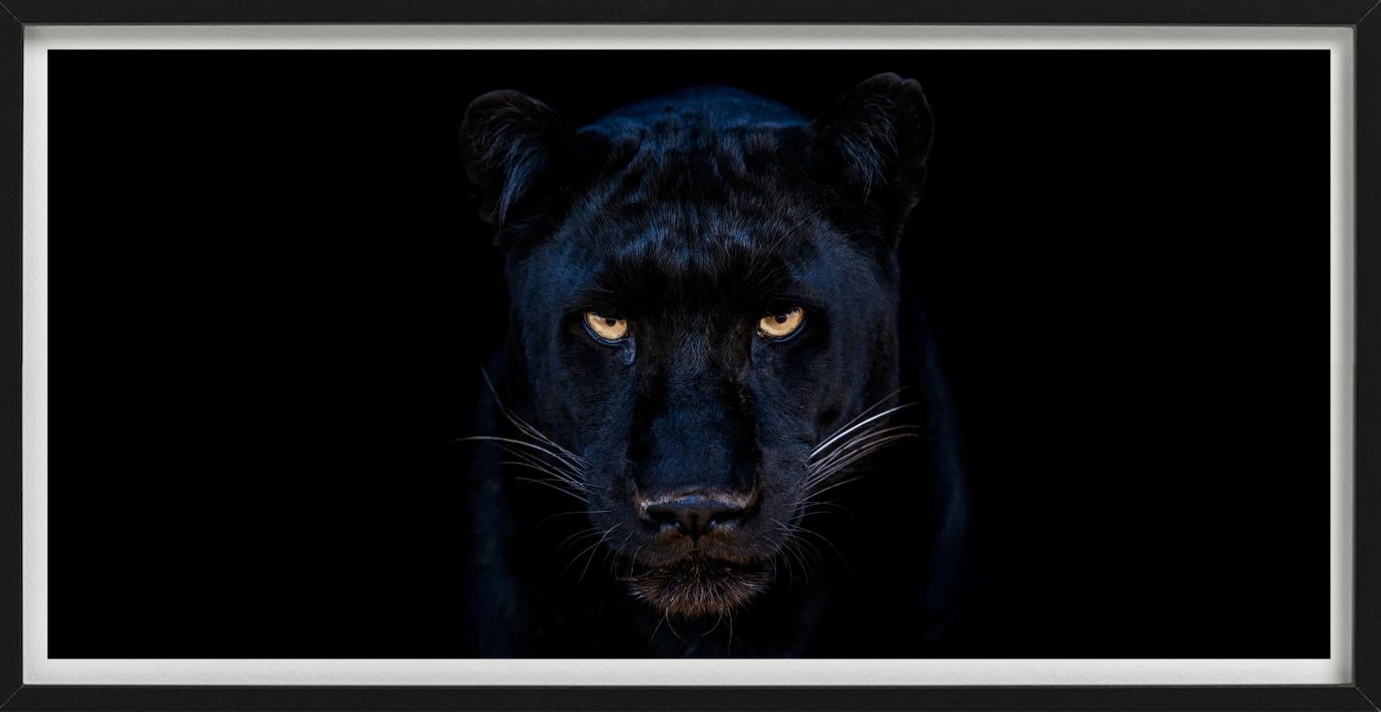 The Black Panther - Close Up Of A Panther, Fine Art Photography, 2025 For Sale 6