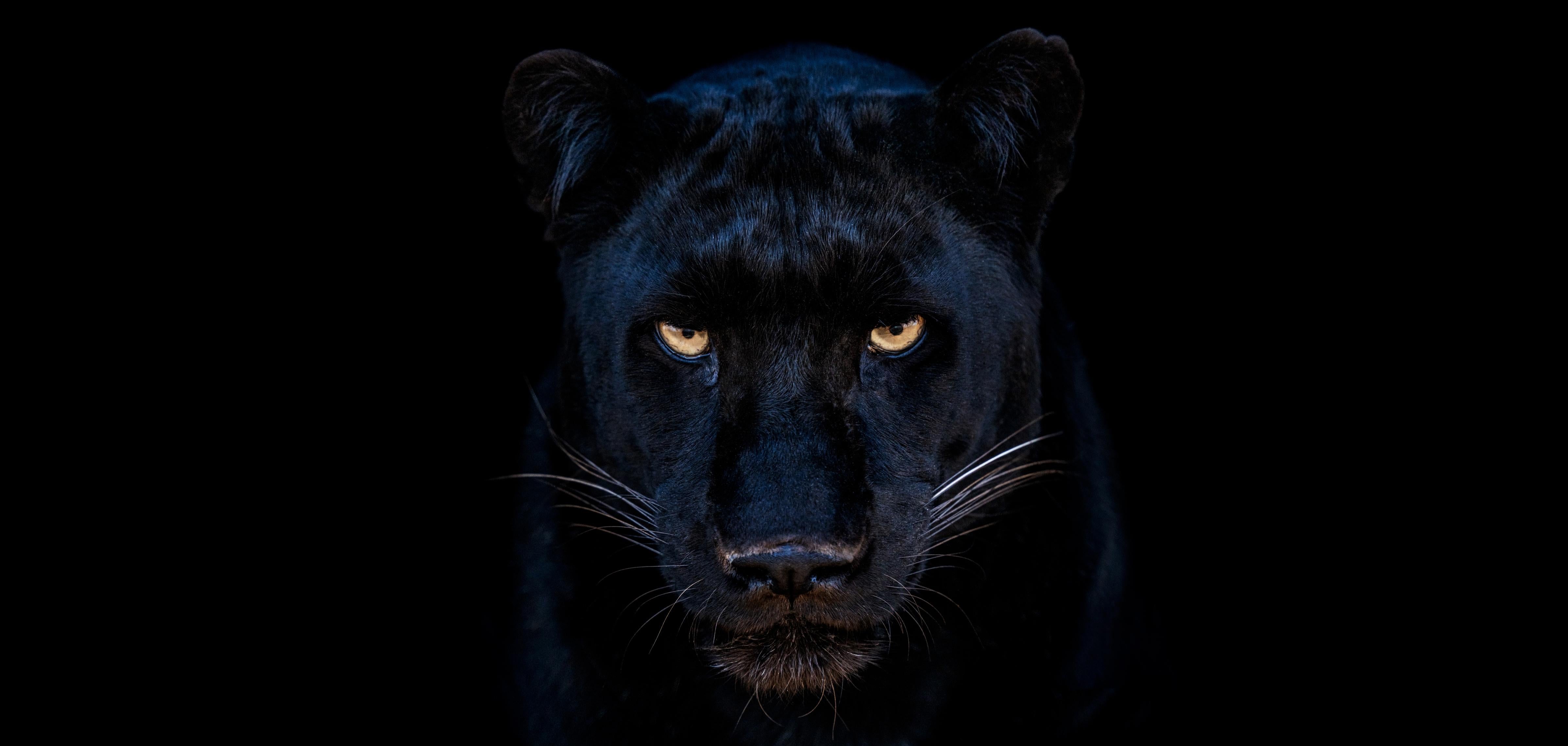 David Yarrow Figurative Photograph - The Black Panther - Close Up Of A Panther, Fine Art Photography, 2025