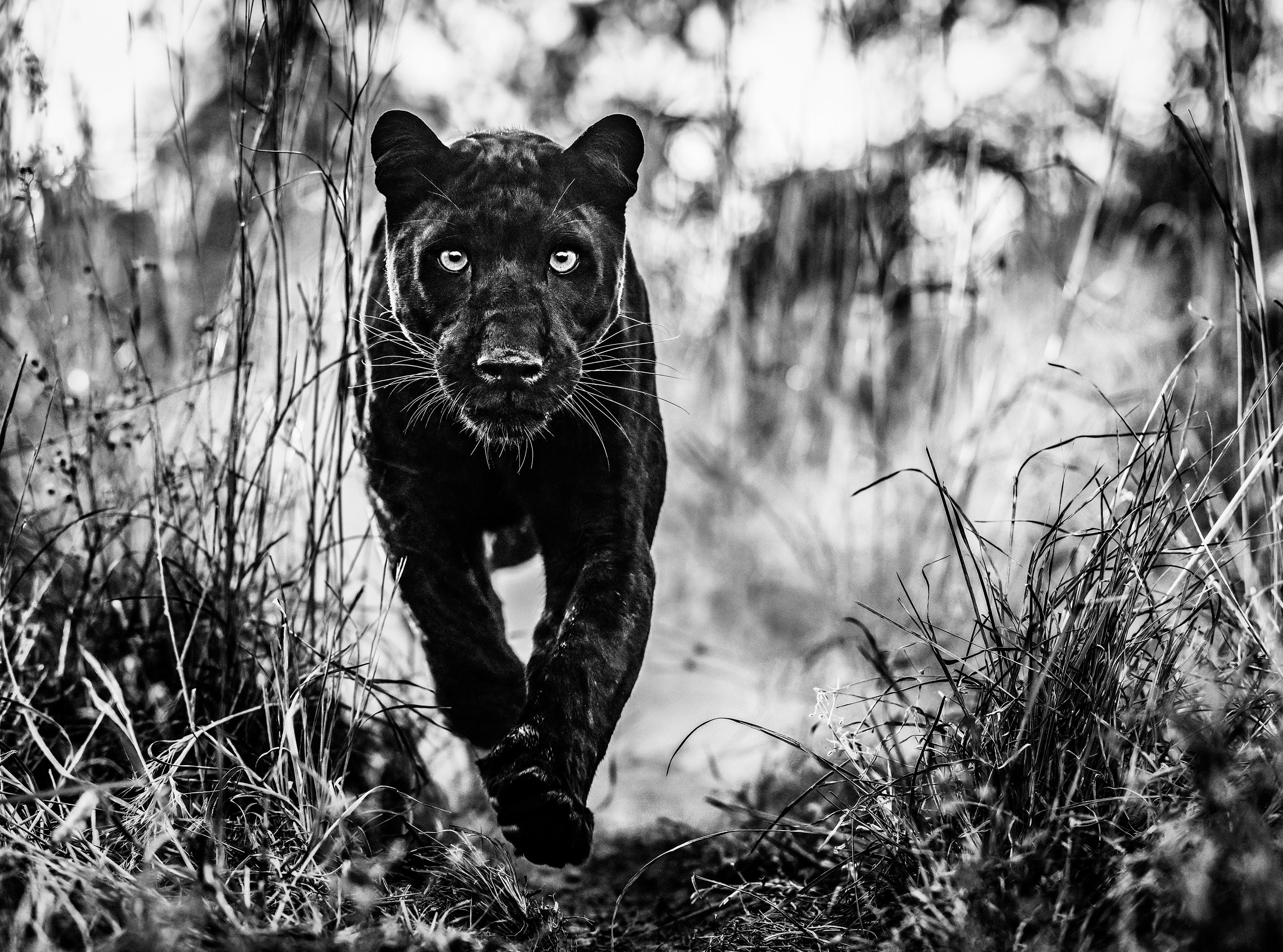 The Black Panther Returns by David Yarrow - Panther - Wildlife - Black Panther