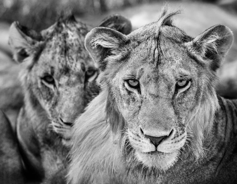 David Yarrow Animal Print - The Boys Are Back In Town, Black and White Photography 