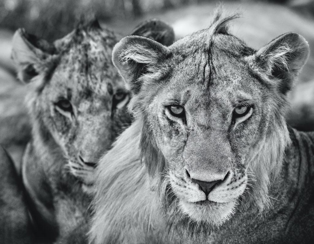David Yarrow Landscape Photograph - The Boys Are Back in Town