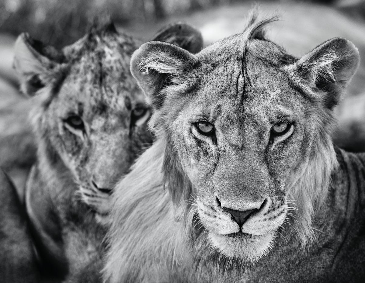 David Yarrow Black and White Photograph - The Boys Are Back in Town